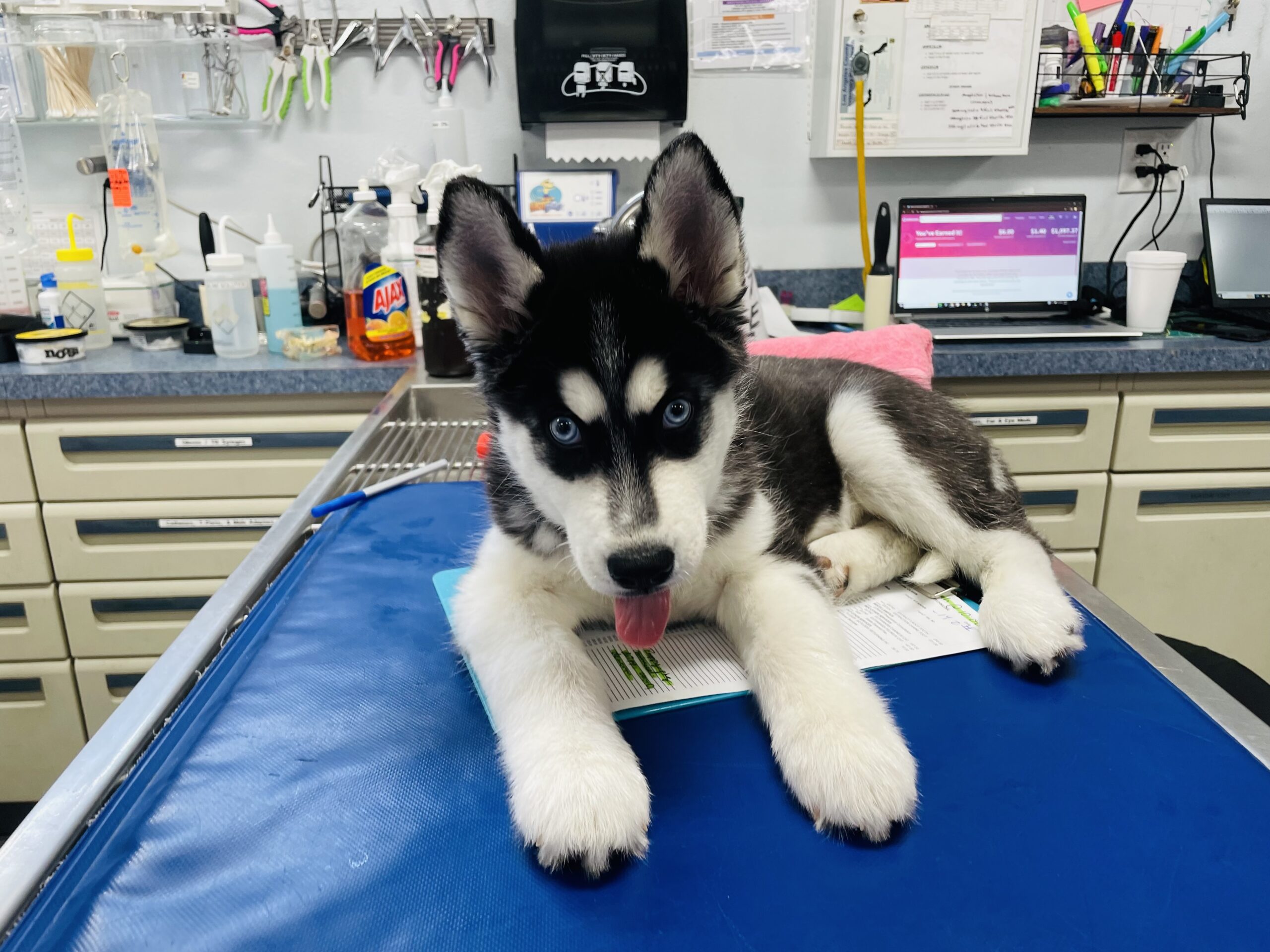A healthy young pet at Paw Priority