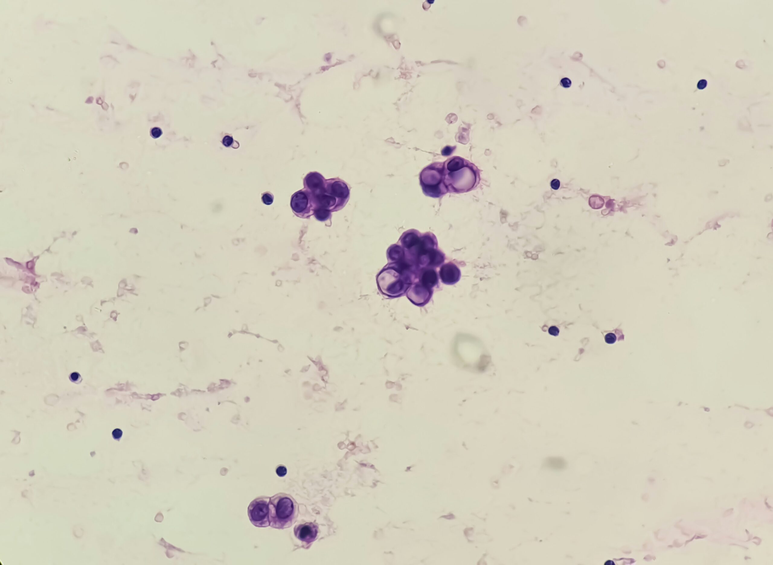Veterinary lab work for parasite screening