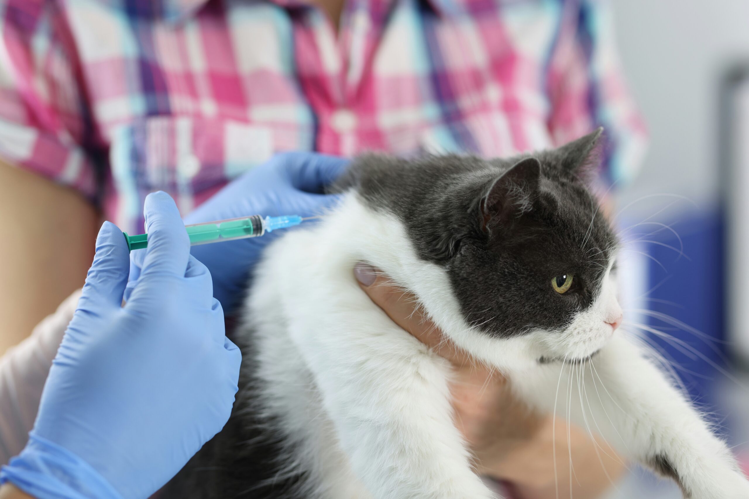 A cat receiving a vaccine