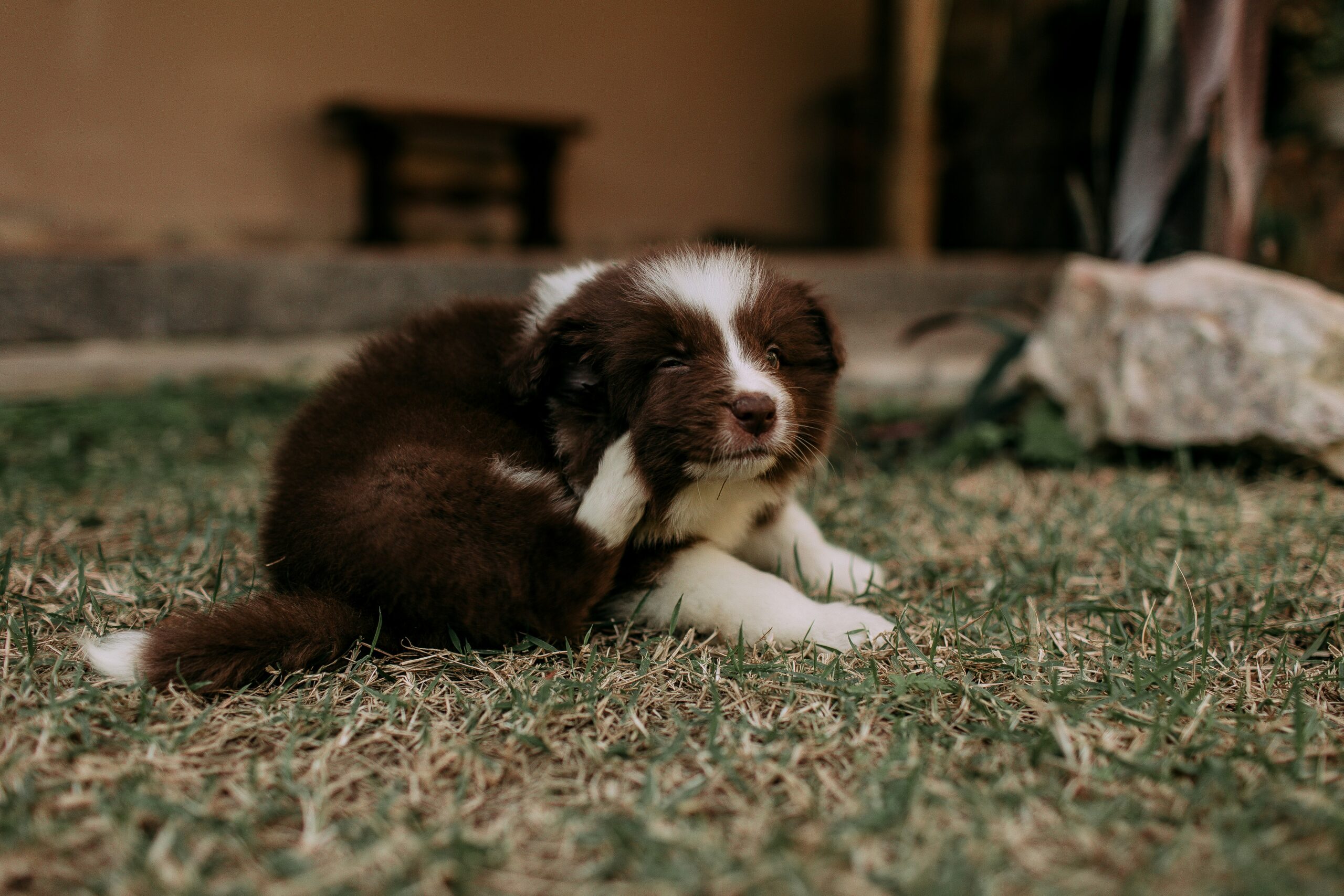 Happy dogs together outdoors
