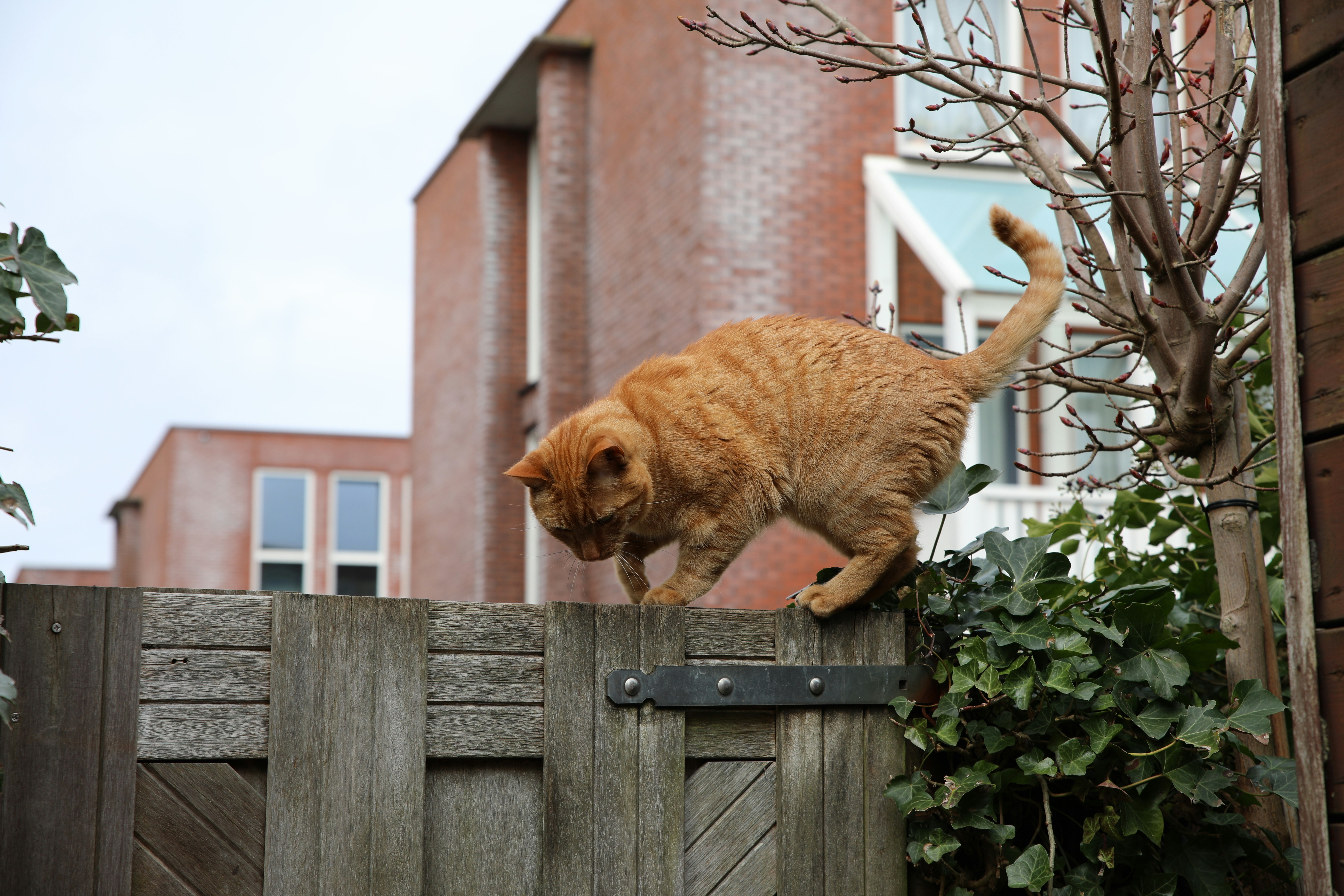 A pet wearing a collar