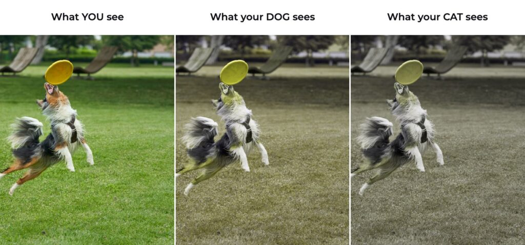 Three side-by-side views of a dog catching a yellow flying disc, showing how the same scene looks to humans, dogs, and cats