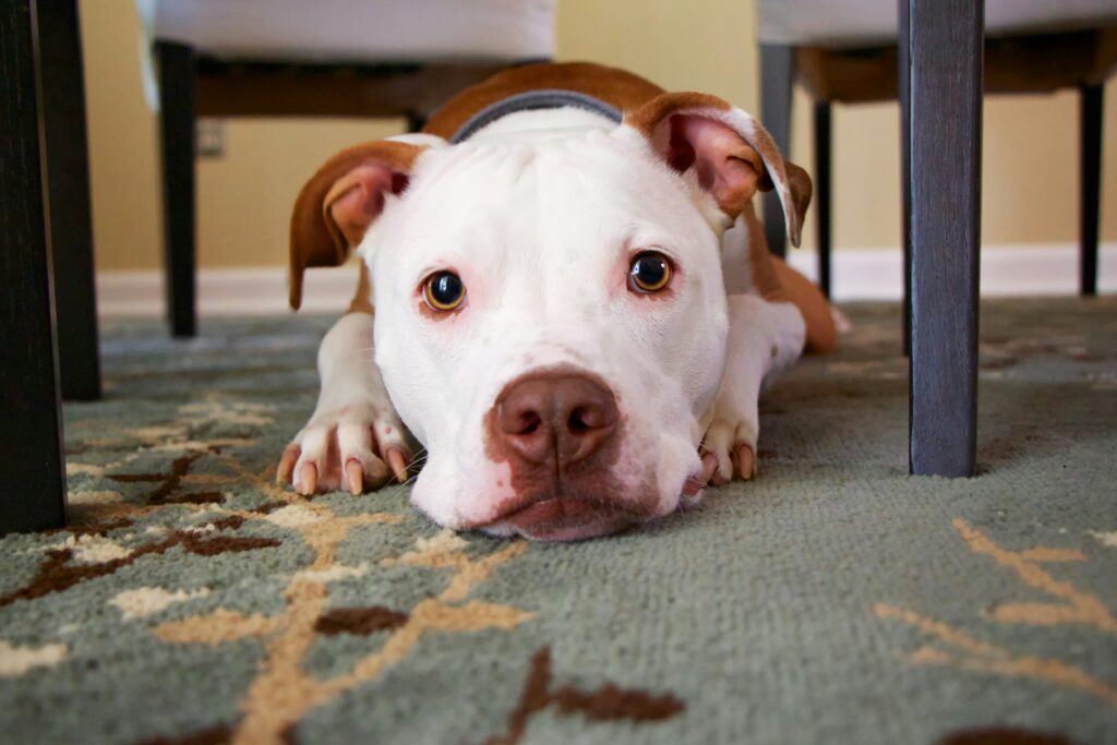 Dog being treated at veterinary urgent care in Los Angeles