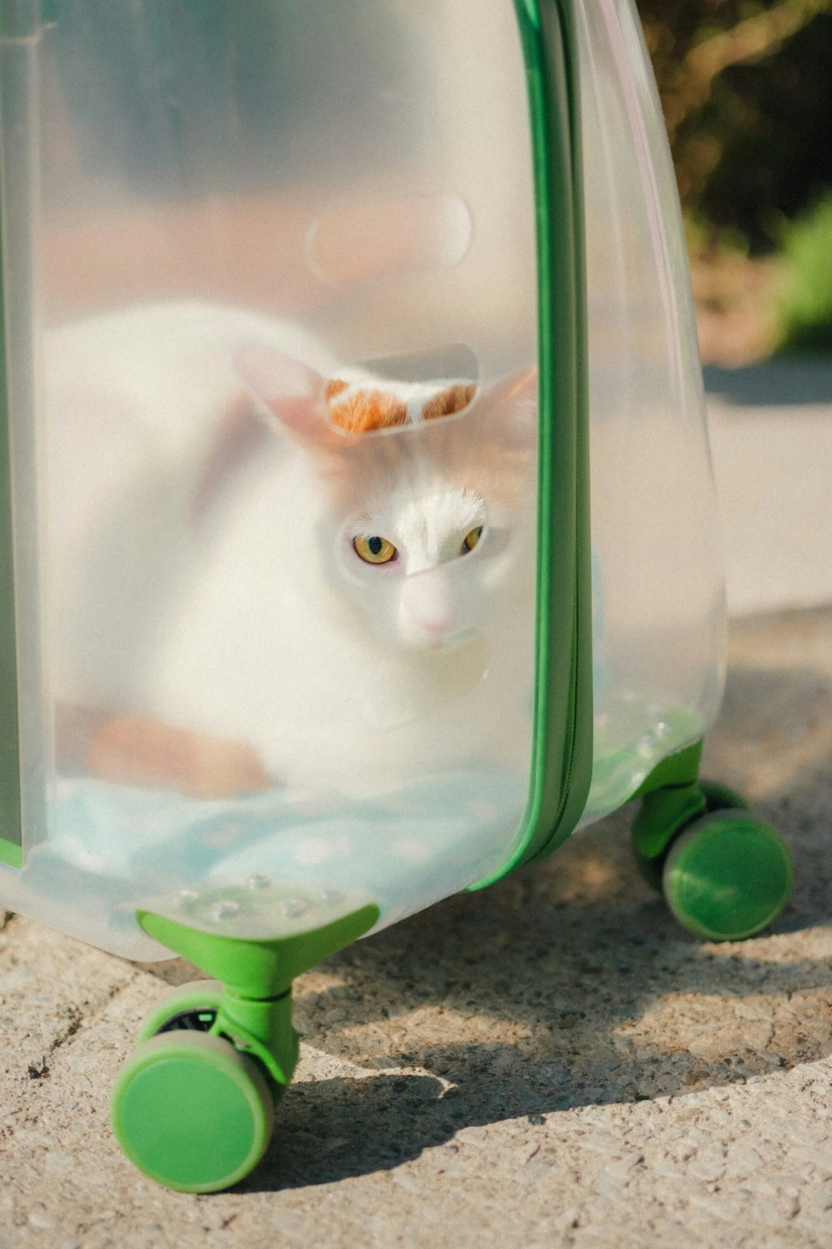 White cat with orange markings sitting in a clear cat carrier