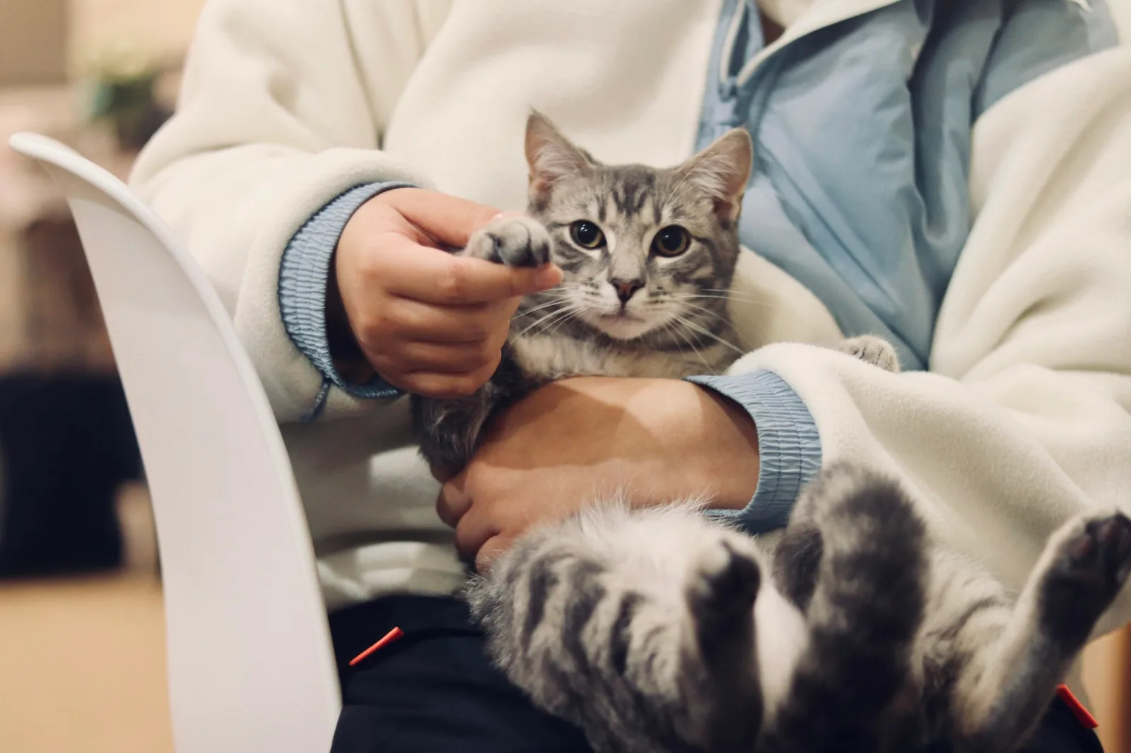 A silver tabby cat held gently in a person's arms