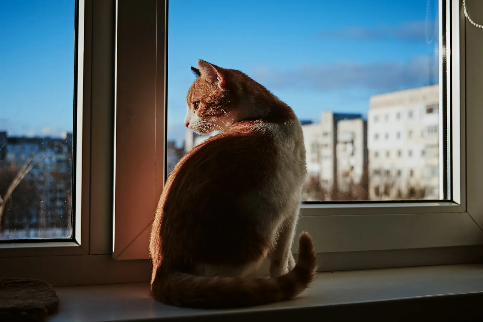 An orange cat sitting on a window sill looking outside