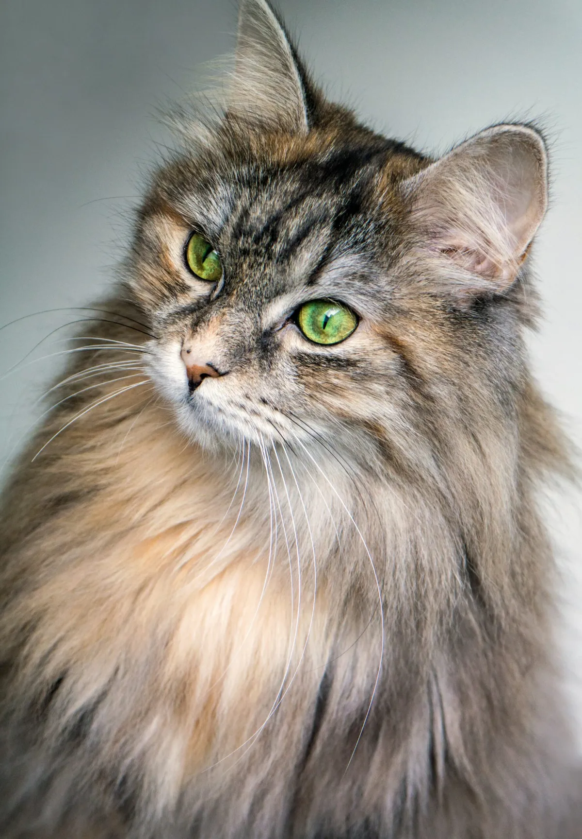 Close-up of a long-haired brown tabby cat with green eyes