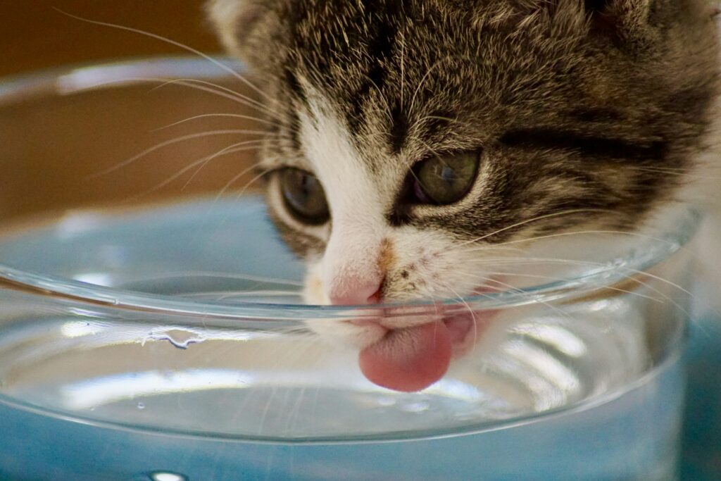 Close-up of a cat lapping water from a glass bowl with its tongue