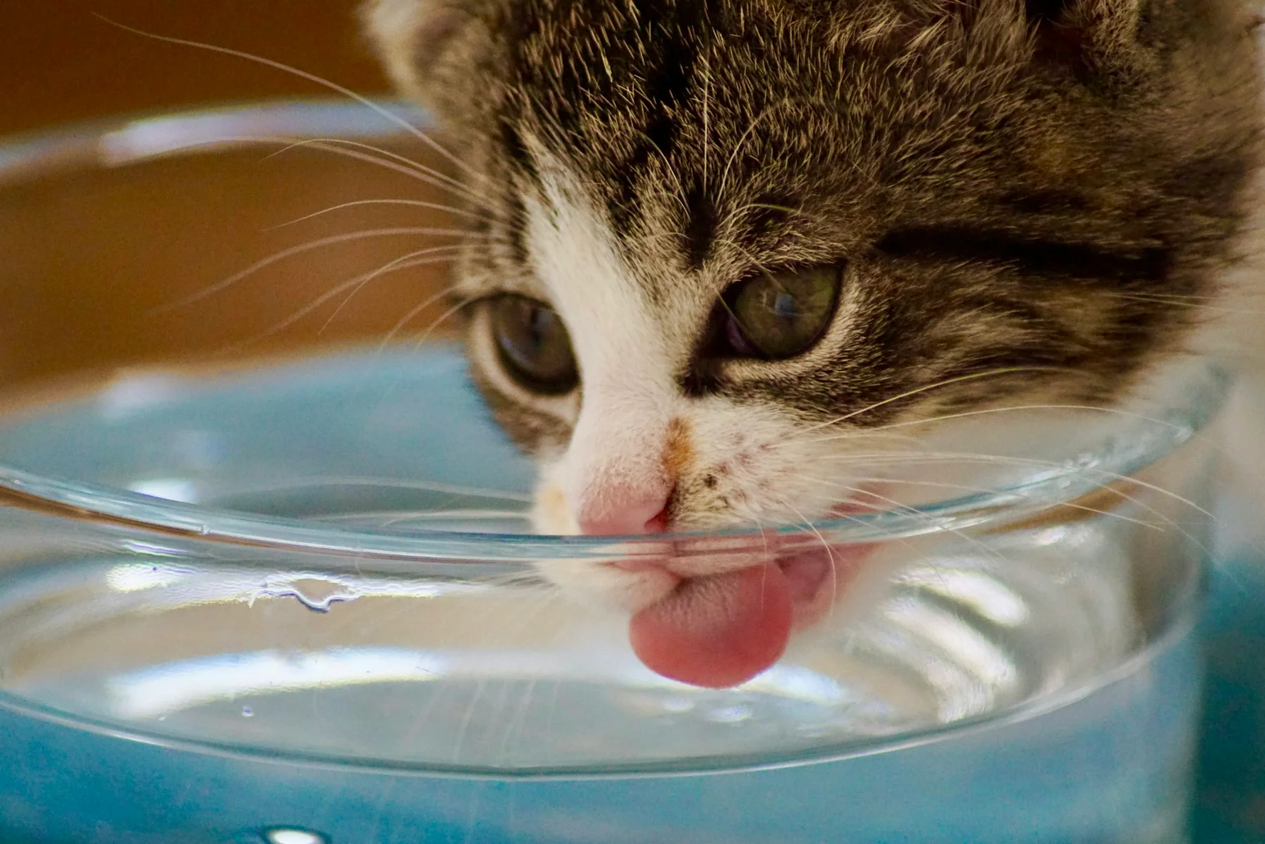 Close-up of a cat lapping water from a glass bowl
