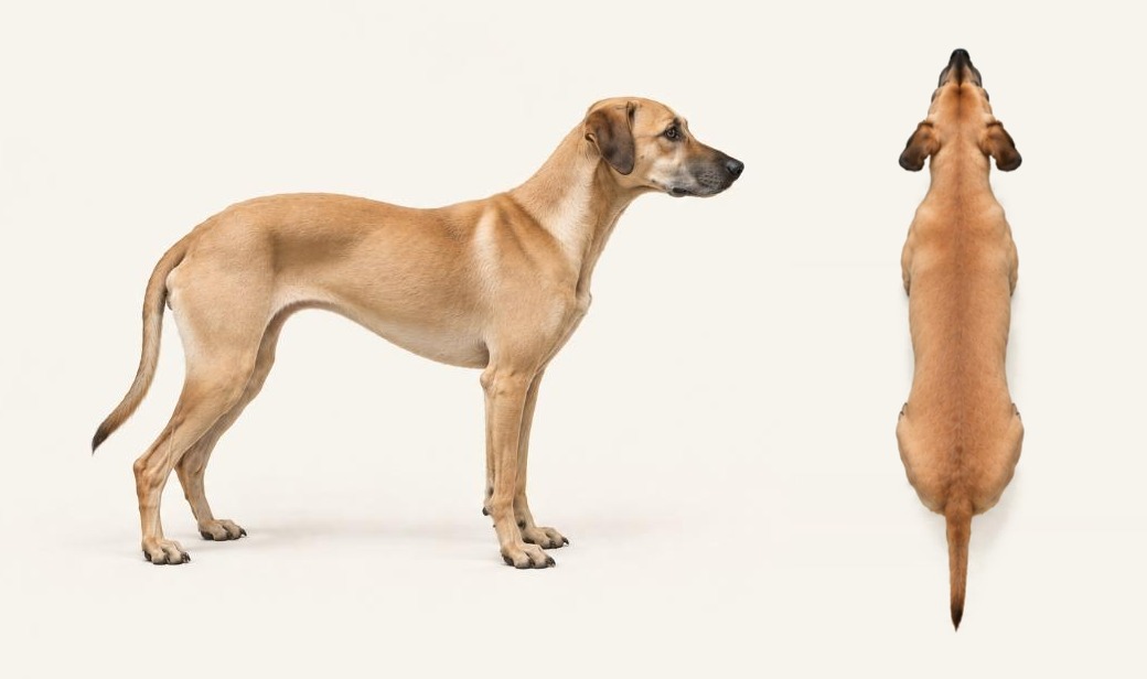 Dog at body condition score 5 of 9 (ideal weight), side view and view from above